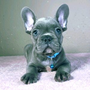 Cash French Bulldog Cash French Bulldog