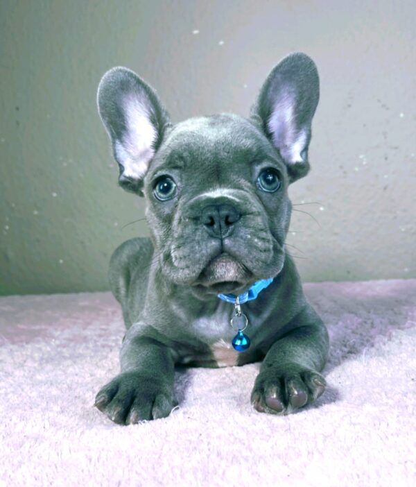 Cash French Bulldog Cash French Bulldog