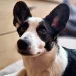 Caspian-male-Corgi-puppy-for-sale-UPD-1