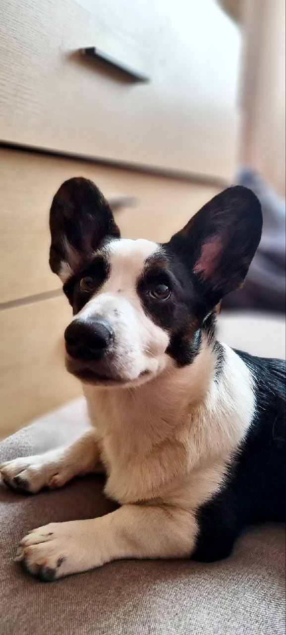 Caspian Welsh Corgi Caspian Welsh Corgi