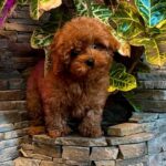 Caspian-male-Maltipoo-puppy-for sale-1