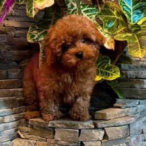 Caspian Maltipoo Caspian Maltipoo