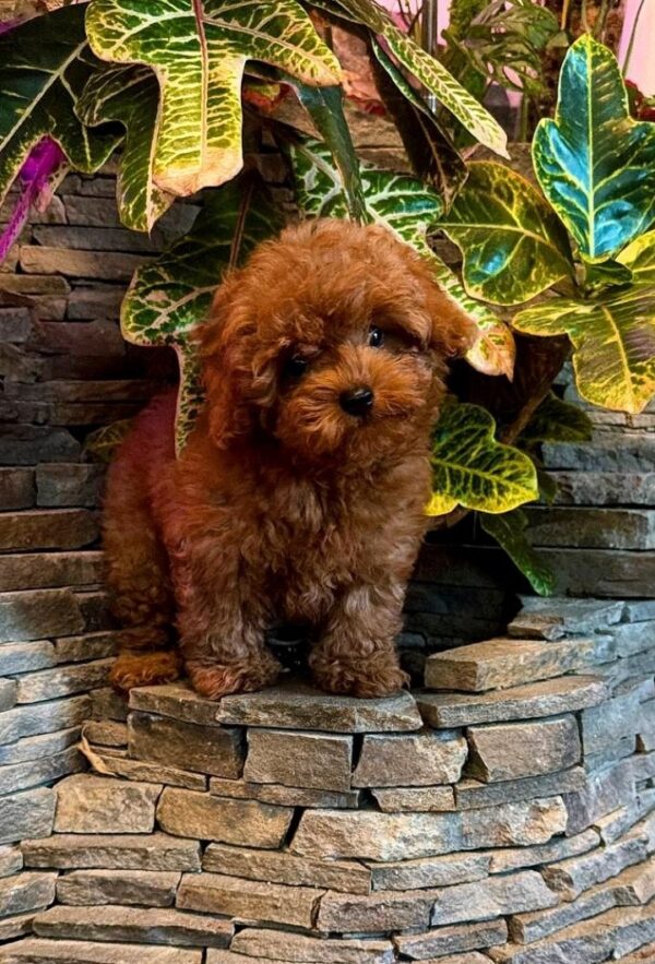 Caspian Maltipoo Caspian Maltipoo