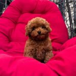 Caspian-male-Maltipoo-puppy-for sale-2