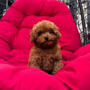 Caspian Maltipoo Caspian Maltipoo