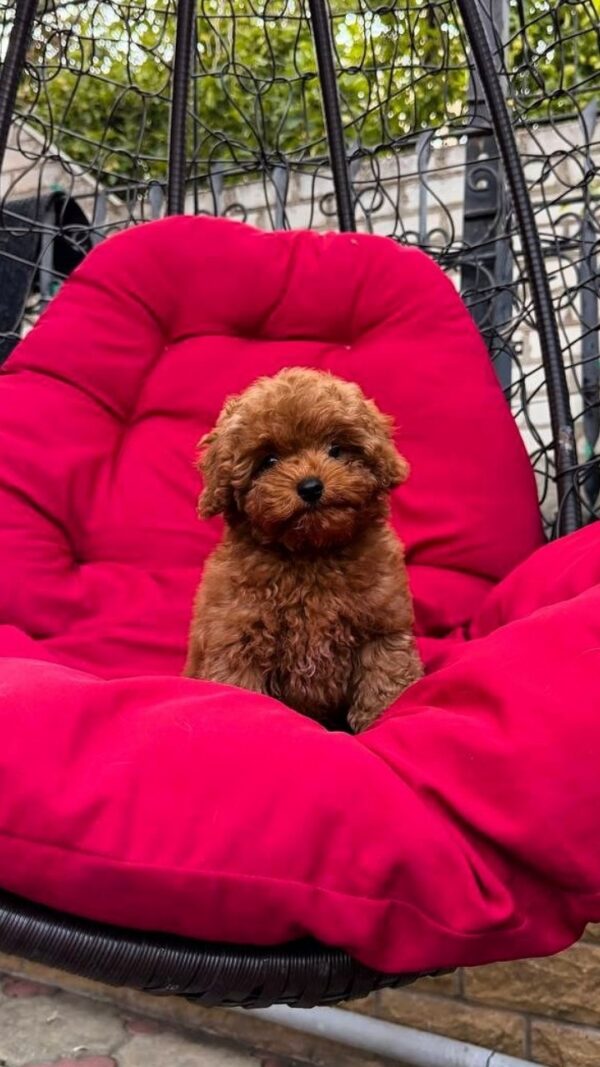 Caspian Maltipoo Caspian Maltipoo