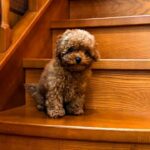 Caspian-male-Maltipoo-puppy-for sale-3