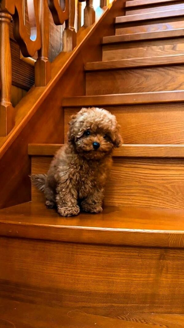 Caspian Maltipoo Caspian Maltipoo