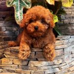 Caspian-male-Maltipoo-puppy-for sale-4