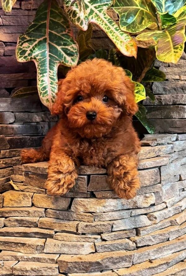 Caspian Maltipoo Caspian Maltipoo