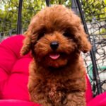 Caspian-male-Maltipoo-puppy-for sale-5
