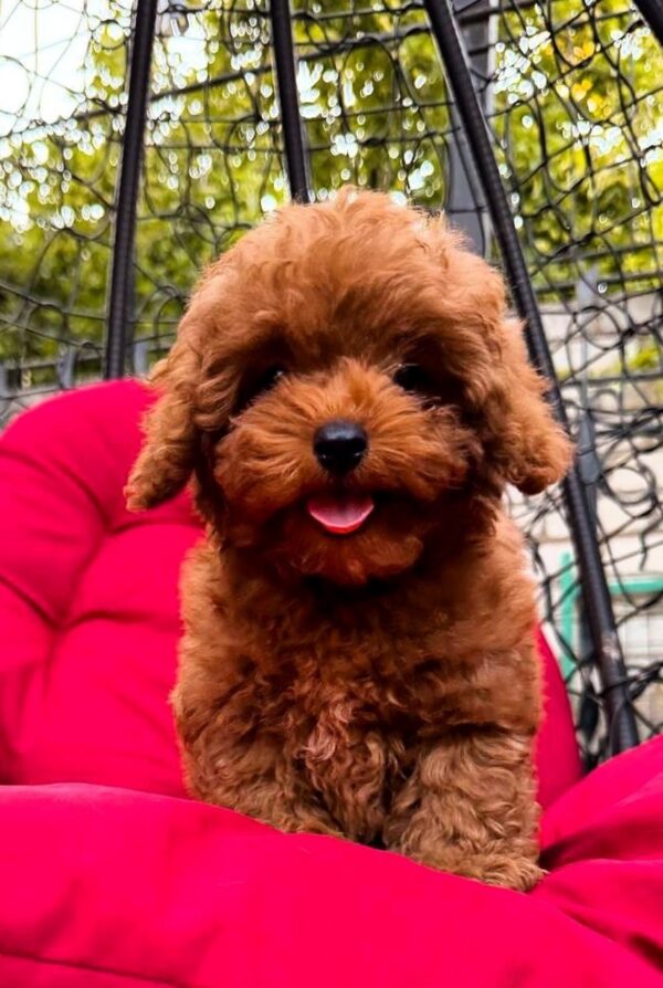 Caspian Maltipoo Caspian Maltipoo