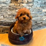 Caspian-male-Maltipoo-puppy-for sale-6