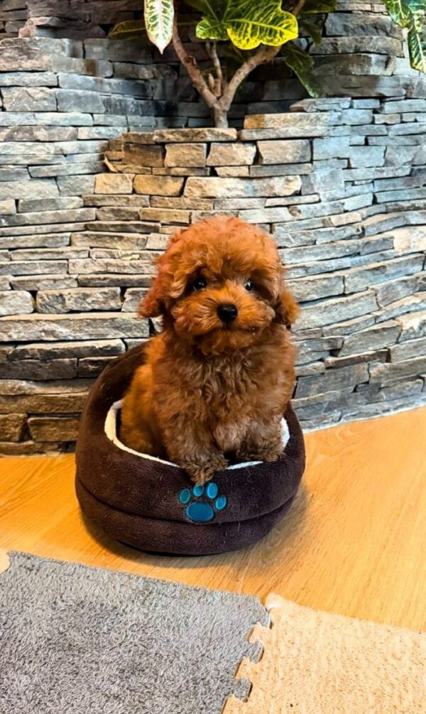 Caspian Maltipoo Caspian Maltipoo