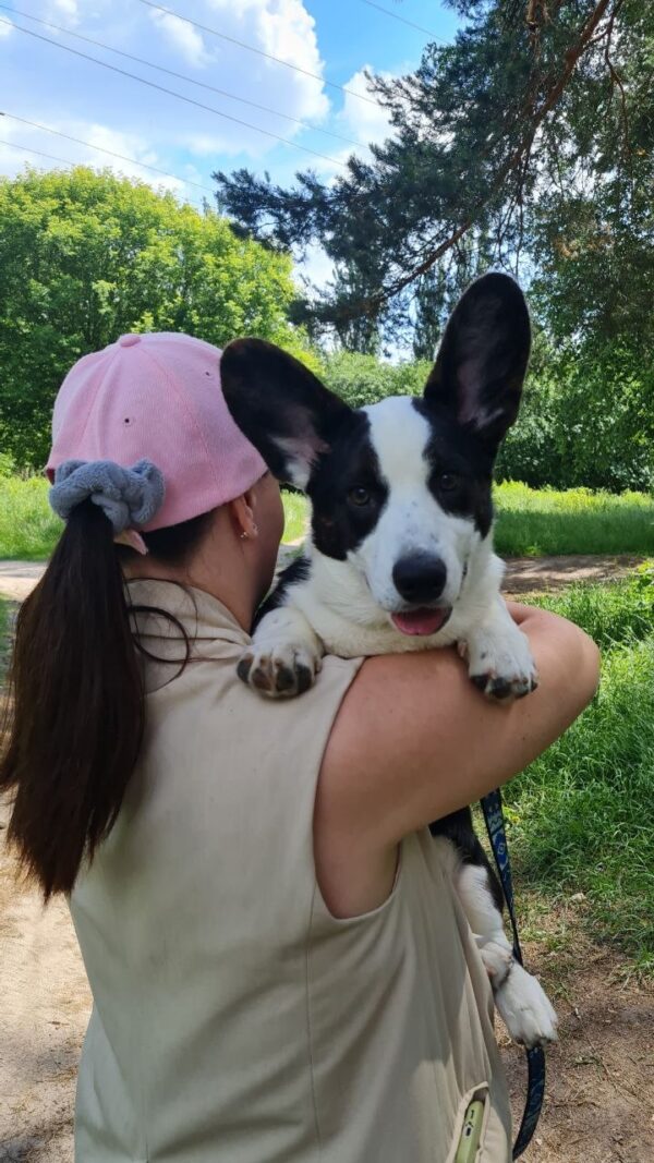 Caspian Welsh Corgi Caspian Welsh Corgi