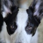 Caspian-male-Welsh-Corgi-puppy-for-sale-2