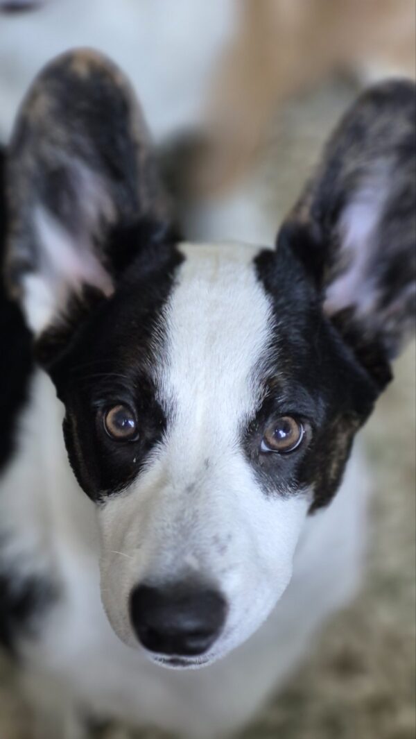 Caspian Welsh Corgi Caspian Welsh Corgi