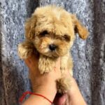 Cearl-male-Maltipoo-puppy-for-sale-1