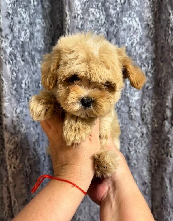 Cearl Maltipoo Cearl Maltipoo
