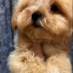 Cedric-male-Maltipoo-puppy-for-sale-1