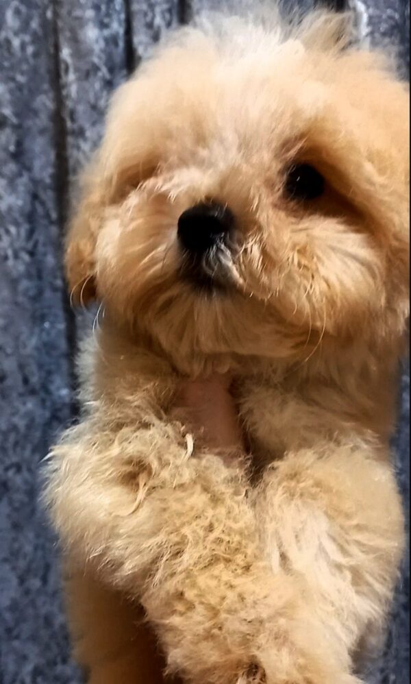 Cedric Maltipoo Cedric Maltipoo