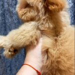 Cedric-male-Maltipoo-puppy-for-sale-2