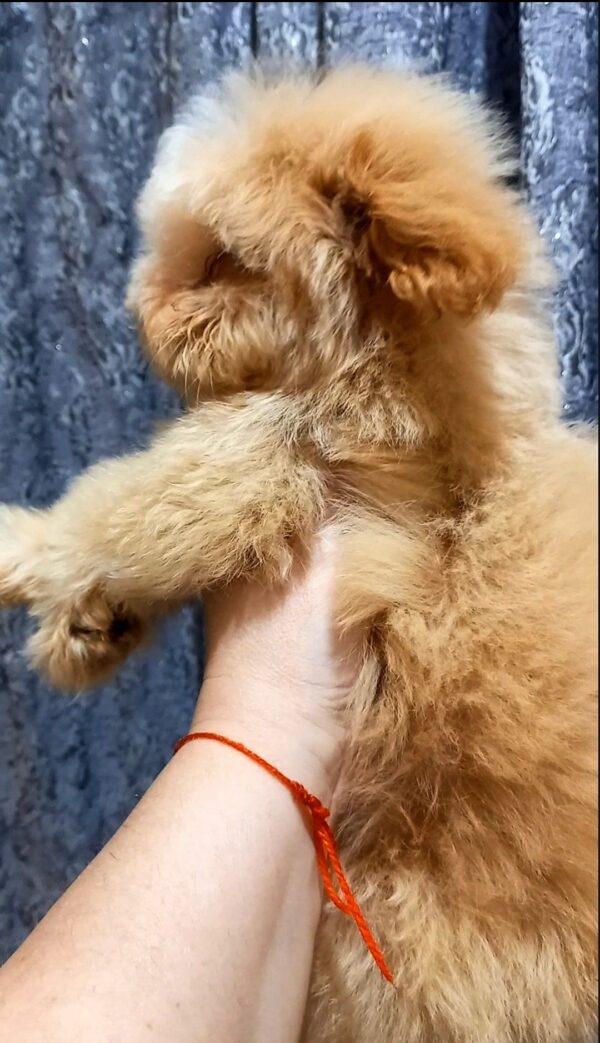Cedric Maltipoo Cedric Maltipoo