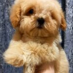 Cedric-male-Maltipoo-puppy-for-sale-3