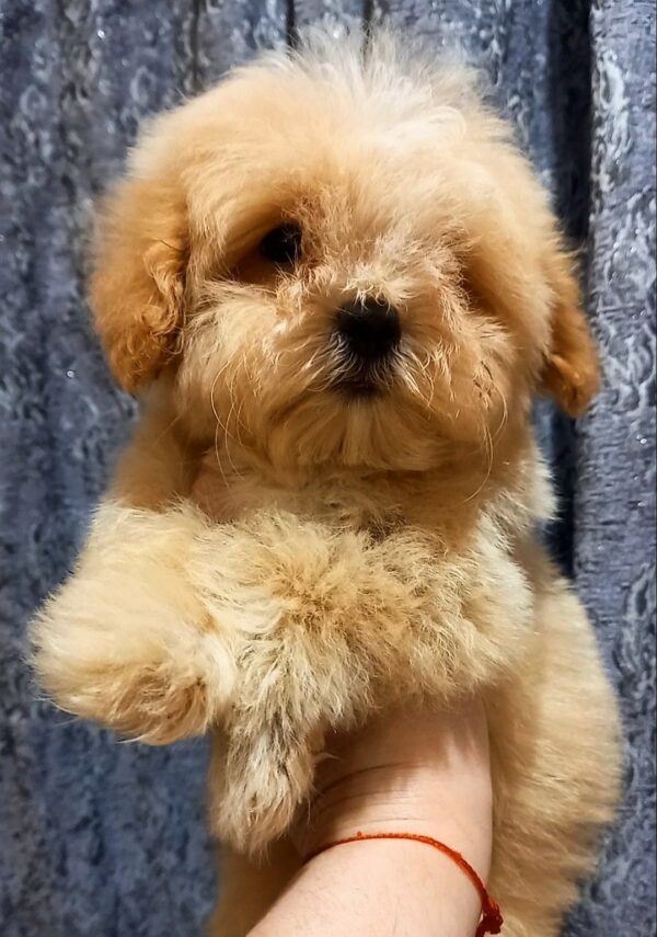Cedric Maltipoo Cedric Maltipoo