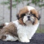Cedric-male-Shih-Tzu-puppy-for-sale-1