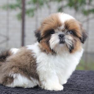 Cedric Shih Tzu Cedric Shih Tzu