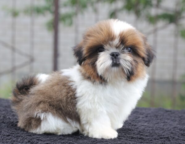 Cedric Shih Tzu Cedric Shih Tzu