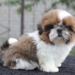 Cedric-male-Shih-Tzu-puppy-for-sale-2