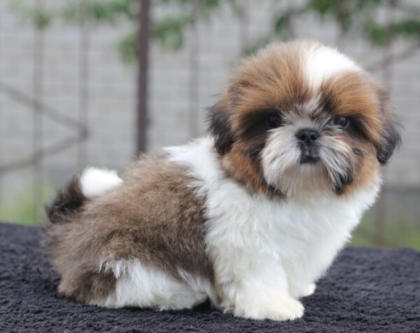 Cedric Shih Tzu Cedric Shih Tzu