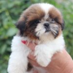 Cedric-male-Shih-Tzu-puppy-for-sale-3