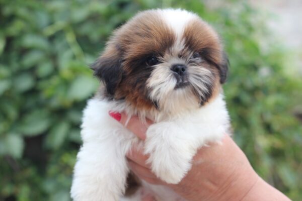 Cedric Shih Tzu Cedric Shih Tzu
