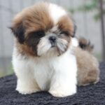 Cedric-male-Shih-Tzu-puppy-for-sale-4