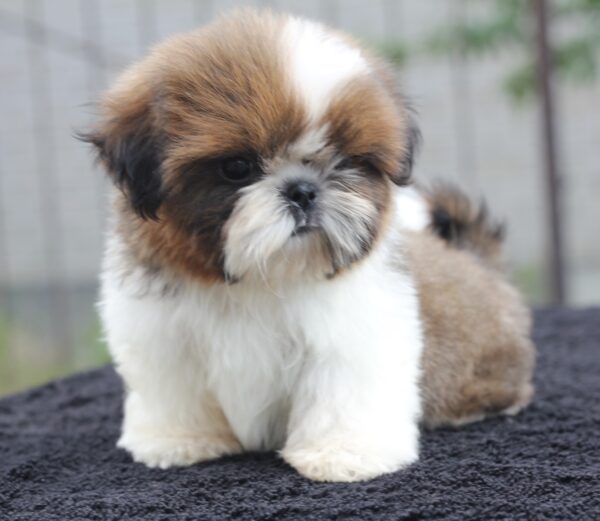 Cedric Shih Tzu Cedric Shih Tzu