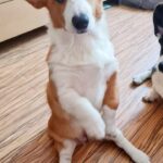 Celeste-female-Welsh-Corgi-puppy-for-sale-1