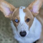Celeste-female-Welsh-Corgi-puppy-for-sale-2