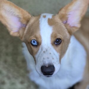 Celeste Welsh Corgi Celeste Welsh Corgi