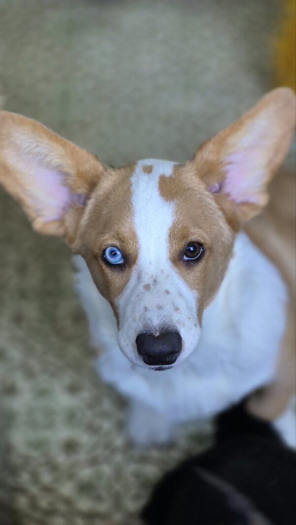 Celeste Welsh Corgi Celeste Welsh Corgi
