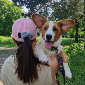 Celeste Welsh Corgi Celeste Welsh Corgi