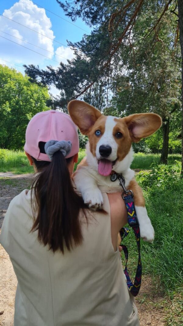Celeste Welsh Corgi Celeste Welsh Corgi