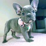 Celine-female-french-bulldog-puppy-for-sale- (1)