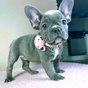 Celine French Bulldog Celine French Bulldog