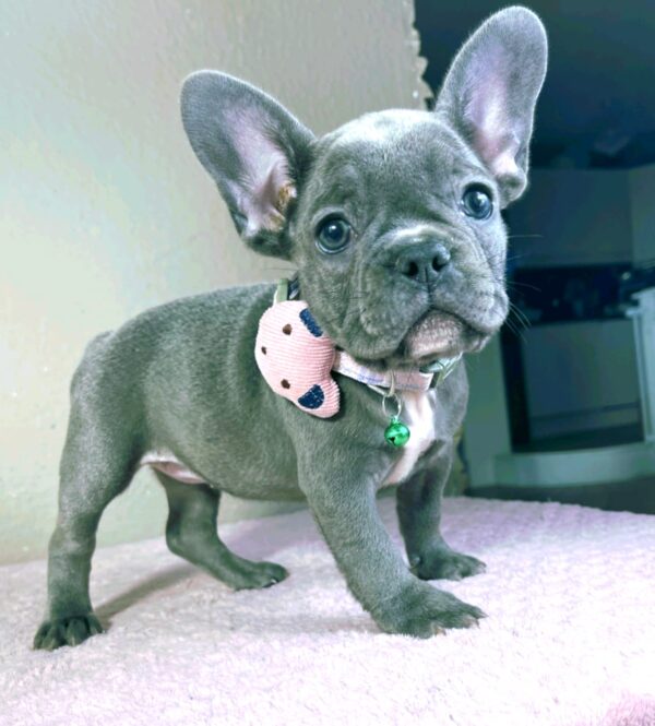 Celine French Bulldog Celine French Bulldog