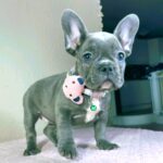 Celine-female-french-bulldog-puppy-for-sale- (2)