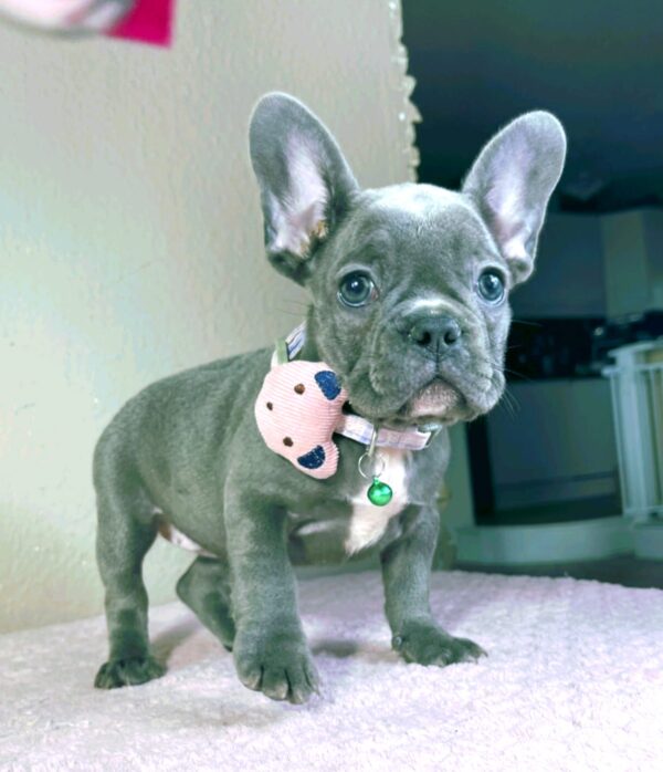 Celine French Bulldog Celine French Bulldog