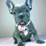 Celine-female-french-bulldog-puppy-for-sale- (3)